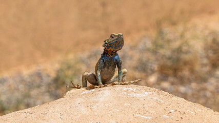 Iranian Rock Agama Lizard (Laudakia Nupta), Iran