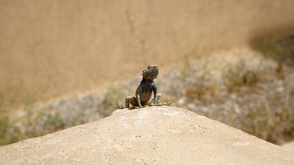 Iranian Rock Agama Lizard (Laudakia Nupta), Iran