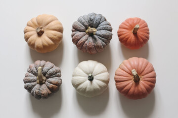 Top view of six assorted pumpkins in various colors. Orange, white, blue-gray squash isolated on white table background. Autumn seasonal decoration, web banner. Thanksgiving Halloween concept flat lay