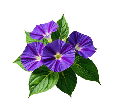 Fototapeta Beautiful vibrant morning glory flowers in full bloom with green foliage isolated on white background perfect for garden or floral decoration themes
