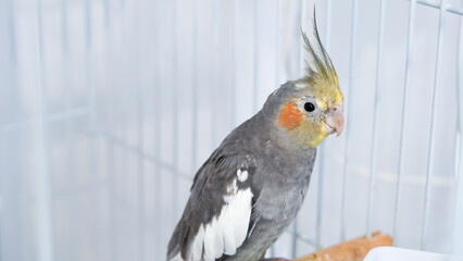 Beautiful cockatiel parrot sits calmly on perch in cozy indoor home setting