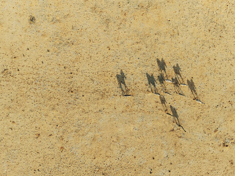 Aerial view of the stark, sun-baked Namib Desert, where a herd of zebras cast long shadows on the ochre landscape, Namib Desert, Namibia.