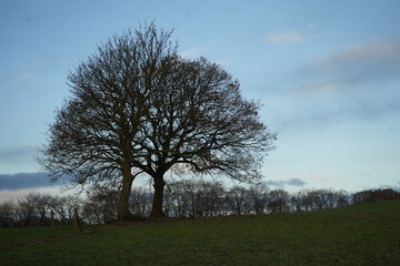 Dronfield, North East Derbyshire, England – December 3 2023: Twin winter oak trees at sunset on green field.