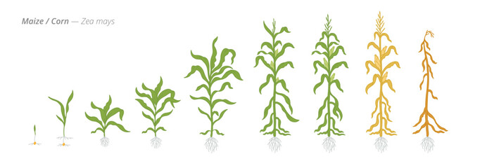 Maize corn growth stages from seeds to dried tops