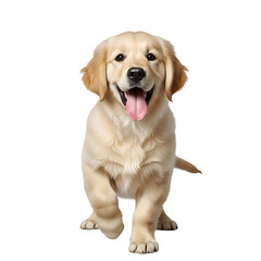 Fototapeta premium Adorable Golden Retriever Puppy with a Playful Expression Posing on a Black Background Full Body