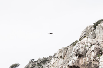 Majestic eagle soaring over rugged mountain peaks in a cloudy sky