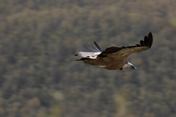 Griffon vulture soaring majestically over verdant valley
