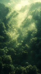 Overhead View of Forest Canopy with Misty Sunlight Streaming Through