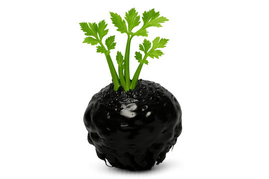 Dark vegetable sprouting bright green tendrils, contrasting against transparent backdrop, revealing intriguing botanical development