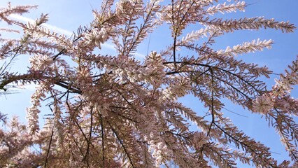 blooming bush against blue sky Paris France