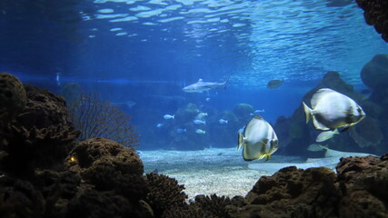 Underwater view of fish and corals in the oceanarium.