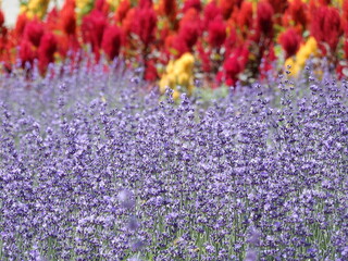 ラベンダーとマリーゴールドの花畑
