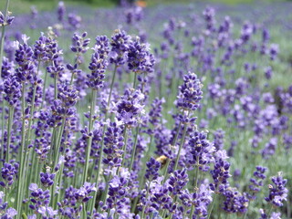 こいむらさきのラベンダー畑