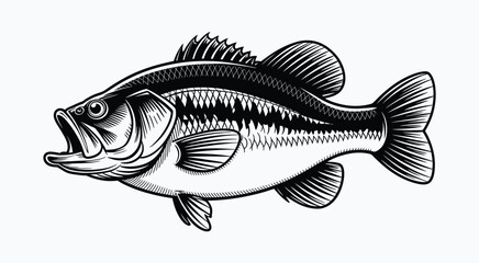 Obraz premium Black and white illustration of a largemouth bass fish