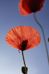 Mohn