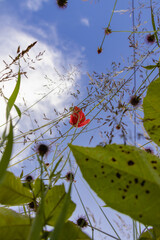 Mohn von unten