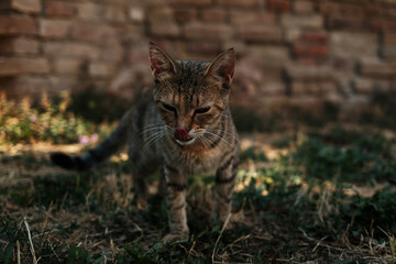 Tabby cat with tongue out licking nose while standing on dry grass in front of a brick wall.
