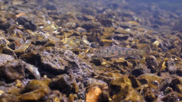 Underwater shot of a juvenile brown trout foraging for food in the current of a chalk stream, Wiltshire UK