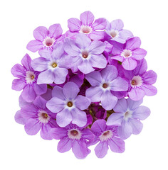 Obraz premium PNG Verbena flower flowers arrangement geranium.