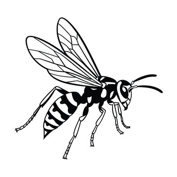 black and white wasp flying clip art preview
