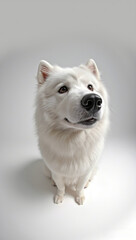 Fototapeta premium Cute and funny shots of Samoyed dogs taken with a fisheye lens