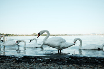  Group White Swans Standing