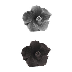 Black and White Hibiscus Flowers Depicted in Minimalist Artistic Style