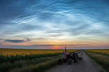 Fototapeta premium noctilucent over the farm