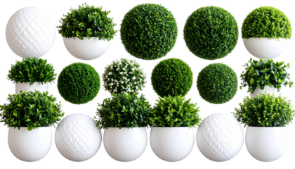 Vibrant Green Sphere Plants Lush Decorative Balls for Home Decor on transparent