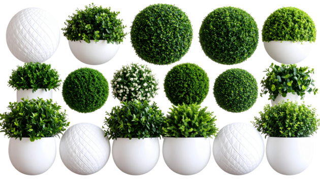 Vibrant Green Sphere Plants Lush Decorative Balls for Home Decor on transparent