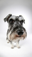 Funny photos of puppies taken with a fisheye lens