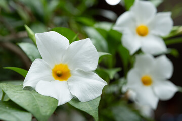 マンデビラ　サマードレス