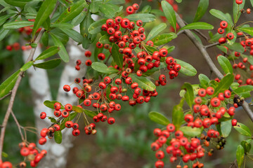 Obraz premium 秋に実るトキワサンザシ