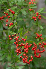 赤いトキワサンザシの実