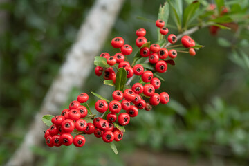トキワサンザシの実