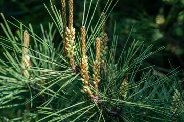 Sunny day in spring garden. Close-up of beautiful young yellow female pine cones on long shoots Pinus densiflora Umbraculifera. Nature concept for design. Selective focus
