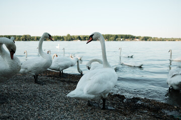 Dozens Swans Gather Danube Riverbank
