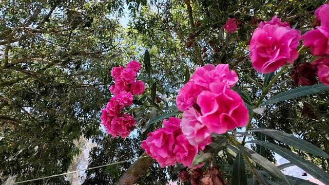 Pink oleander flower in Marmaris T&uuml;rkiye. Oleander video in 4k format. Bloom, blossom. Selective focus. 