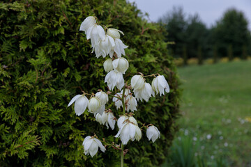 A Close-Up View of Delicate White Flower Blooms Emerging from a Lush Green Foliage Background in a Serene Outdoor Setting, Perfect for Nature Enthusiasts and Garden Lovers