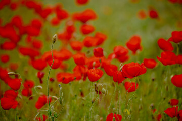 Obraz premium A vibrant field of red poppies in Kalmykia. The flowers bloom amidst lush green grass, creating a striking contrast in the landscape.