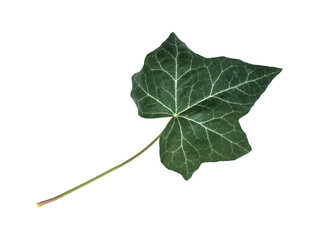 Green ivy leaf isolated on transparent or white background, png