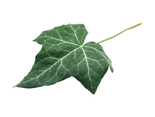 Green ivy leaf isolated on transparent or white background, png