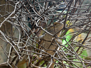 a little brown lizard in the middle of  tree trunk