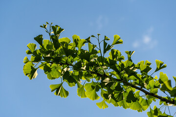 Green leaves on branch Ginkgo tree (Ginkgo biloba), ginkgo or gingko, ginko, maidenhair tree against backdrop of clear blue sky. Branches  showcasing vitality of nature under bright sunlight.