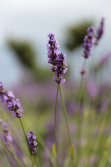 A Beautiful Display of Lush Lavender Flowers in Bloom, Showcasing Their Vibrant Purple Color Against a Soft Background of Green and Blue Skies in a Serene Natural Setting