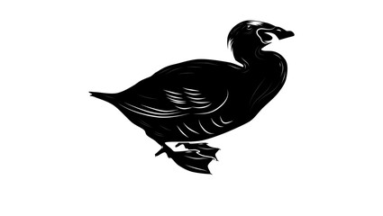 Surf Scoter bird, black isolated silhouette