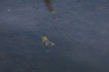 A Serene Moment: A Frog Gracefully Swimming in a Peaceful Pond Surrounded by Aquatic Vegetation and a Calm Blue Reflection of the Sky Above