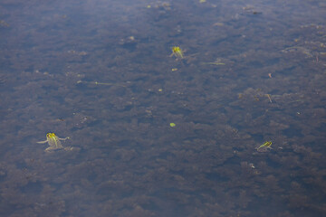 Frogs Swimming Gracefully in a Serene Freshwater Habitat Surrounded by Aquatic Plants and Algae,...