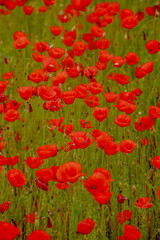 A vibrant field of red poppies in Kalmykia. The flowers bloom amidst lush green grass, creating a striking contrast in the landscape.