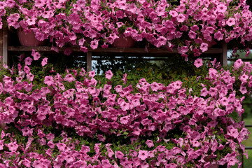 A Vibrant Display of Pink Flowering Petunias in Full Bloom, Showcasing Their Lush Foliage and Bright Colors Offering a Stunning Visual for Garden Enthusiasts and Nature Lovers Alike